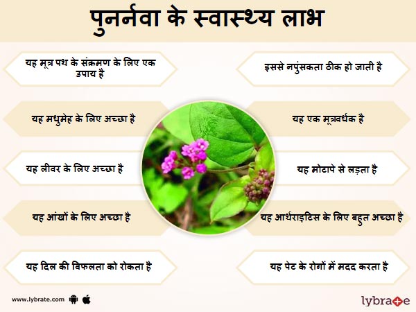 पुनर्नवा के स्वास्थ लाभ 